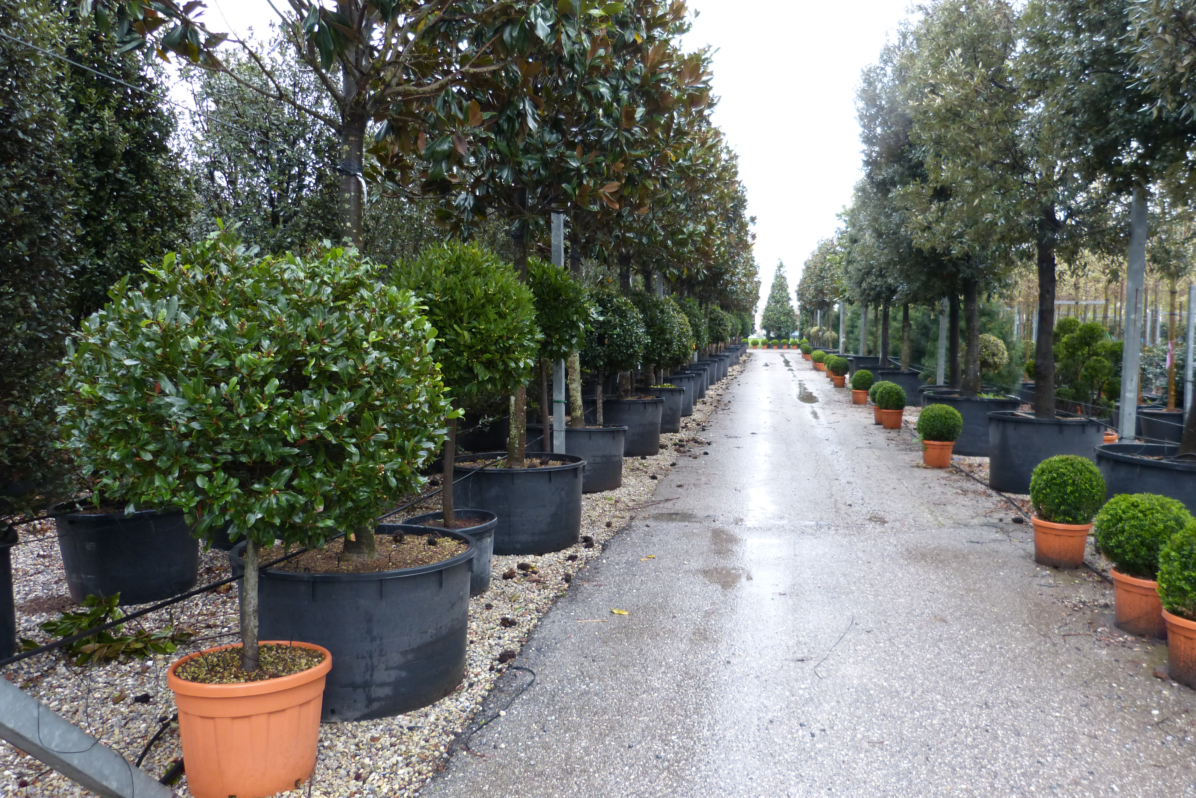 nabidka-rostlin-a-kamenu